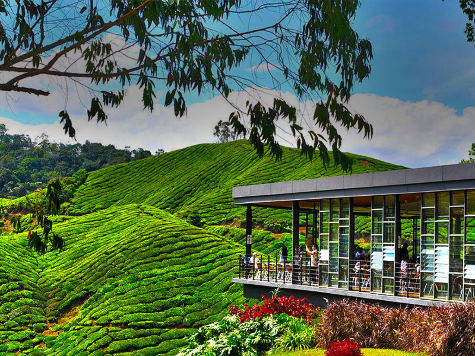 Cameron Highlands tea estate